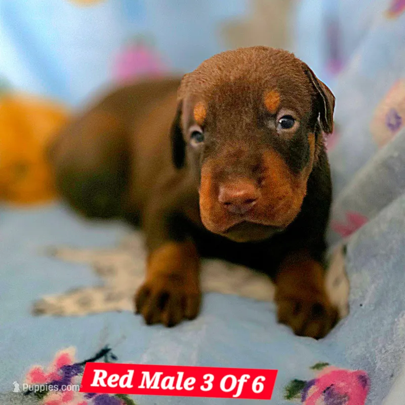 Ario – Doberman Pinscher puppy for sale in Myakka City, FL