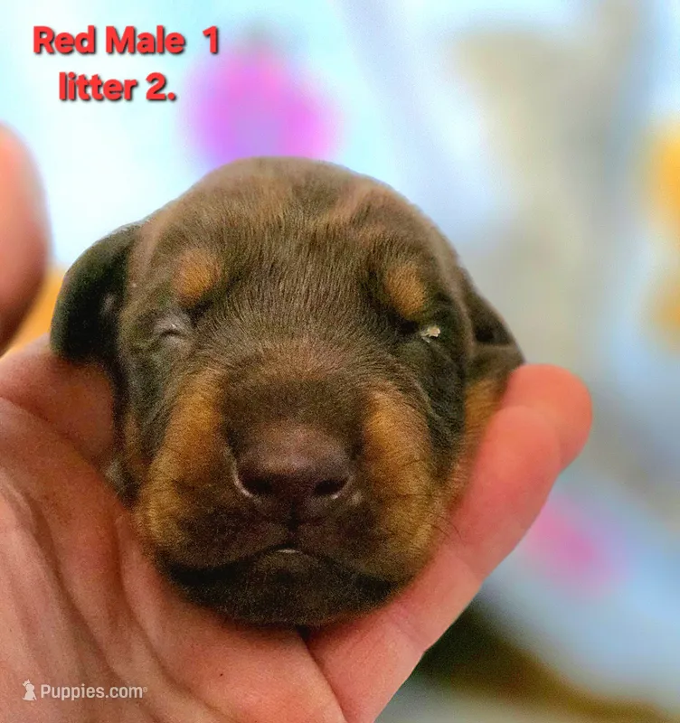 TITO – Doberman Pinscher puppy for sale in Myakka City, FL