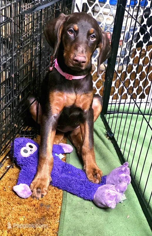 KERA – Doberman Pinscher puppy for sale in Myakka City, FL