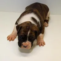 MIMIMAX-akc, a male Boxer for sale in Eldon, MO – Photo 1 of 5