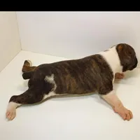 MIMIMAX-akc, a male Boxer for sale in Eldon, MO – Photo 4 of 5