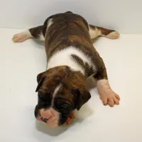MIMIMAX-akc, a male Boxer for sale in Eldon, MO – Photo 2 of 5