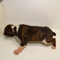 MIMIMAX-akc, a male Boxer for sale in Eldon, MO – Photo 3 of 5