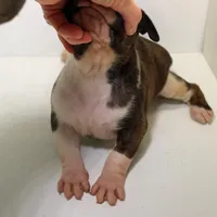 MIMIMAX-akc, a male Boxer for sale in Eldon, MO – Photo 5 of 5