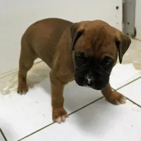 FIONA-akc, a female Boxer for sale in Eldon, MO – Photo 2 of 10
