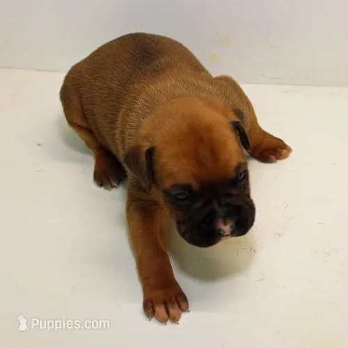 FIONA-akc – Boxer puppy for sale in Eldon, MO