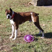 FIONA-akc, a female Boxer for sale in Eldon, MO – Photo 10 of 10
