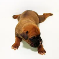 FIONA-akc, a female Boxer for sale in Eldon, MO – Photo 4 of 4