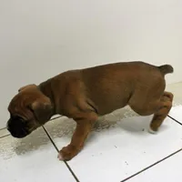 FIONA-akc, a female Boxer for sale in Eldon, MO – Photo 3 of 10