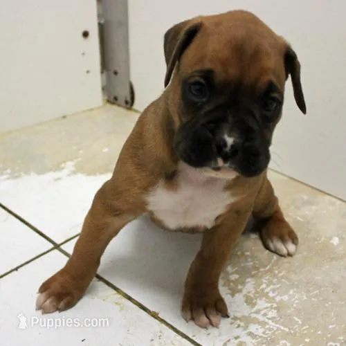 FIONA-akc – Boxer puppy for sale in Eldon, MO