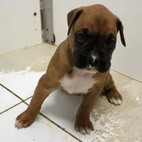 FIONA-akc, a female Boxer for sale in Eldon, MO – Photo 1 of 10