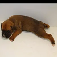 FIONA-akc, a female Boxer for sale in Eldon, MO – Photo 3 of 4