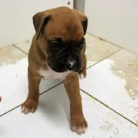 FIONA-akc, a female Boxer for sale in Eldon, MO – Photo 4 of 10