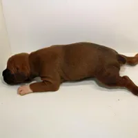 FLORES-akc, a female Boxer for sale in Eldon, MO – Photo 5 of 5