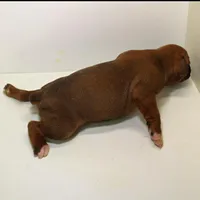 FLORES-akc, a female Boxer for sale in Eldon, MO – Photo 4 of 5