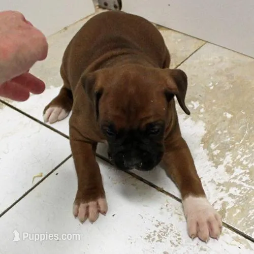 FLORES-akc – Boxer puppy for sale in Eldon, MO