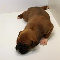 FLORES-akc, a female Boxer for sale in Eldon, MO – Photo 2 of 5