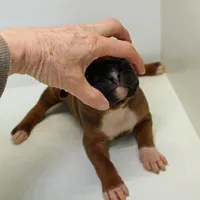 FLORES-akc, a female Boxer for sale in Eldon, MO – Photo 3 of 5