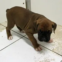 FLORES-akc, a female Boxer for sale in Eldon, MO – Photo 3 of 10