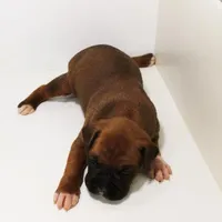 FLORES-akc, a female Boxer for sale in Eldon, MO – Photo 1 of 5