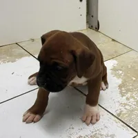 FLORES-akc, a female Boxer for sale in Eldon, MO – Photo 2 of 10