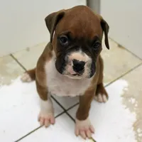 MOJO-akc, a male Boxer for sale in Eldon, MO – Photo 1 of 7