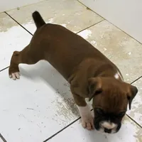 MOJO-akc, a male Boxer for sale in Eldon, MO – Photo 2 of 7