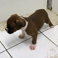 MOJO-akc, a male Boxer for sale in Eldon, MO – Photo 5 of 7