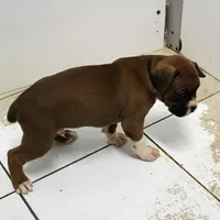 MOJO-akc, a male Boxer for sale in Eldon, MO – Photo 3 of 7