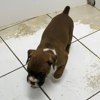 MOJO-akc, a male Boxer for sale in Eldon, MO – Photo 4 of 7