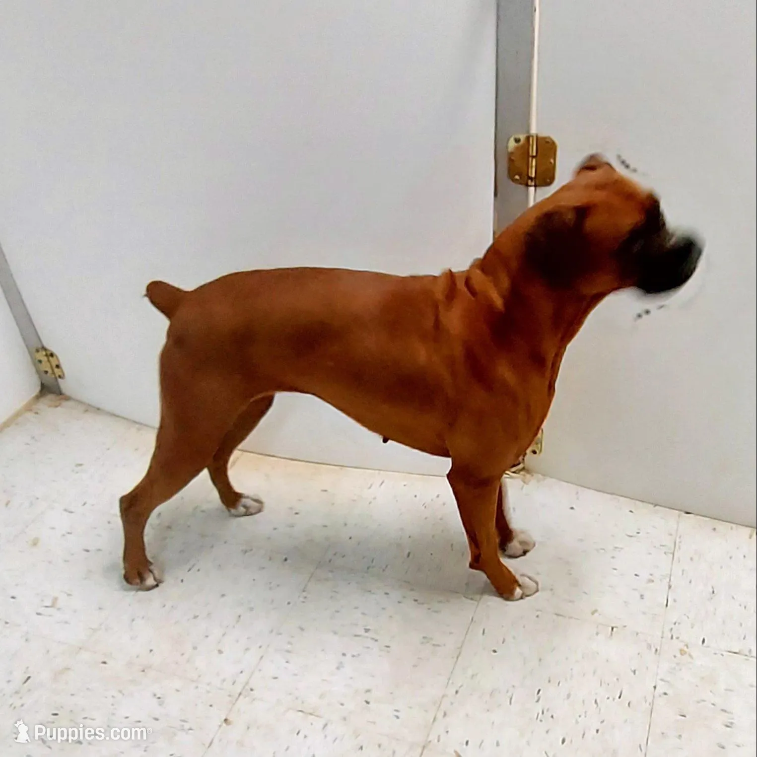 FIONA-akc, a female Boxer for sale in Eldon, MO – Photo 9 of 10