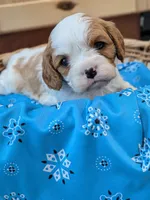Bailey, a male Cavalier King Charles Spaniel for sale in Red Creek, NY – Photo 3 of 3