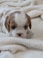 processed/c2e7dcad-5cc9-4f83-a30a-9d702e270b4e/listing/cfb60f02-aafc-459b-bb6d-e342035ee406/5ef7336b-aa6d-474f-8107-6229b619b7b9