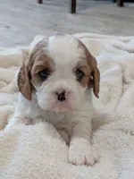 processed/c2e7dcad-5cc9-4f83-a30a-9d702e270b4e/listing/cfb60f02-aafc-459b-bb6d-e342035ee406/c06eef5f-eec6-458b-8099-7db7825724dc