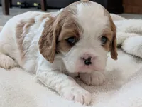 processed/c2e7dcad-5cc9-4f83-a30a-9d702e270b4e/listing/cfb60f02-aafc-459b-bb6d-e342035ee406/c5faaaaa-747c-46e4-a04b-bf6e17b92063