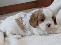 processed/c2e7dcad-5cc9-4f83-a30a-9d702e270b4e/listing/cfb60f02-aafc-459b-bb6d-e342035ee406/ff7fed3b-f57c-4945-854b-22495b88ade8