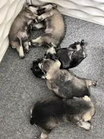 Moonlit Ice, a female Miniature Schnauzer for sale in Springfield, TN – Photo 2 of 10