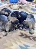 Moonlit Ice, a female Miniature Schnauzer for sale in Springfield, TN – Photo 10 of 10