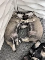 Moonlit Ice, a female Miniature Schnauzer for sale in Springfield, TN – Photo 4 of 10