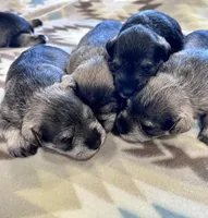 Moonlit Ice, a female Miniature Schnauzer for sale in Springfield, TN – Photo 6 of 10