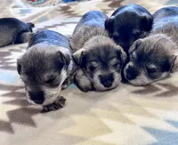 Crystal Snow, a female Miniature Schnauzer for sale in Springfield, TN – Photo 1 of 10