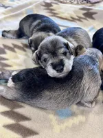 Crystal Snow, a female Miniature Schnauzer for sale in Springfield, TN – Photo 6 of 10