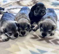 Crystal Snow, a female Miniature Schnauzer for sale in Springfield, TN – Photo 3 of 10