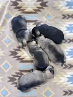 Crystal Snow, a female Miniature Schnauzer for sale in Springfield, TN – Photo 10 of 10