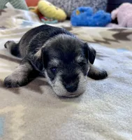 Arctic Star, a male Miniature Schnauzer for sale in Springfield, TN – Photo 3 of 10