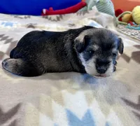 Arctic Star, a male Miniature Schnauzer for sale in Springfield, TN – Photo 5 of 10