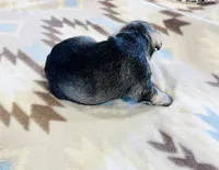 Arctic Star, a male Miniature Schnauzer for sale in Springfield, TN – Photo 6 of 10