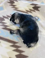 Arctic Star, a male Miniature Schnauzer for sale in Springfield, TN – Photo 7 of 10