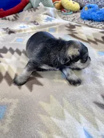 Arctic Star, a male Miniature Schnauzer for sale in Springfield, TN – Photo 10 of 10