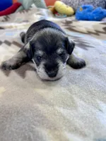 Arctic Star, a male Miniature Schnauzer for sale in Springfield, TN – Photo 9 of 10